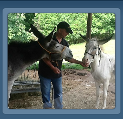 Mule and Donkey Farrier