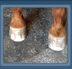 After Farrier Trims