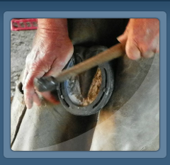 Farrier Shoeing Horse
