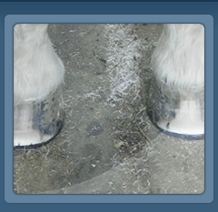 Farrier Shod Horse