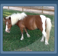Miniature Pony