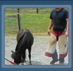 Black Miniature Pony