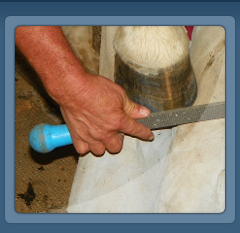 Rasping Horse Hoof