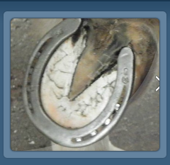 Shod Horse Hoof