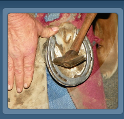 Farrier Shoeing Horse