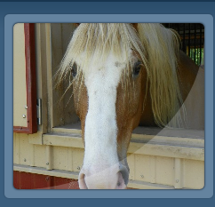 Curious Horse