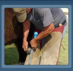 Mule Farrier
