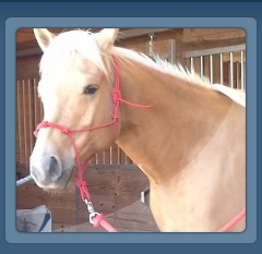 Craig's Farrier Service