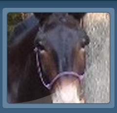Mule