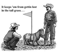 Miniature Pony Cartoon Miniature Pony Cartoon